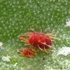 Attēlu rezultāti vaicājumam “Panonychus”