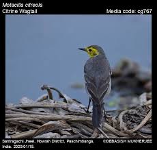 Attēlu rezultāti vaicājumam “Motacilla citreola”