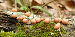 Attēlu rezultāti vaicājumam “Lycogala botrydium young”