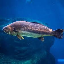 Image result for Argyrosomus japonicus