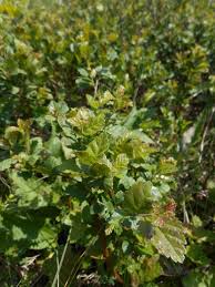 Attēlu rezultāti vaicājumam “Betula humilis”
