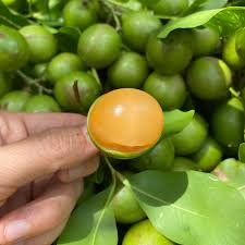 Attēlu rezultāti vaicājumam “Herminium monorchis fruit”