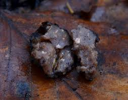 Attēlu rezultāti vaicājumam “Pachyphloeus melanoxanthus”