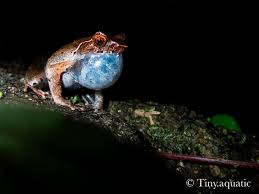 Attēlu rezultāti vaicājumam “Trilophozia quinquedentata”