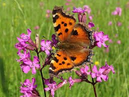 Attēlu rezultāti vaicājumam “Nymphalis xanthomelas upperside”