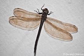 Attēlu rezultāti vaicājumam “Aeshnidae”