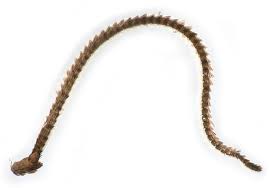 Attēlu rezultāti vaicājumam “Epinotia sordidana”