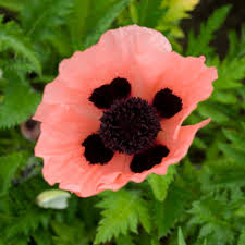 Attēlu rezultāti vaicājumam “Papaver orientale  flower”