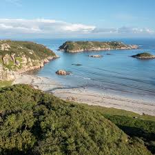 Attēlu rezultāti vaicājumam “Chlorochroa juniperina imago”