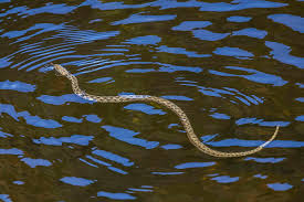 Attēlu rezultāti vaicājumam “Natrix natrix adult”
