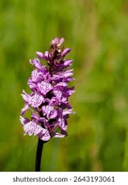 Attēlu rezultāti vaicājumam “Dactylorhiza maculata”