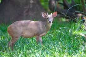 Attēlu rezultāti vaicājumam “Diderma montanum macro”