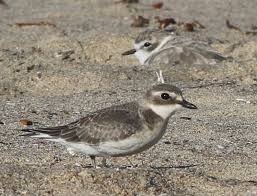 Image result for Charadrius mongolus