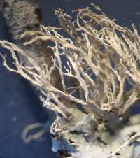 Attēlu rezultāti vaicājumam “Evernia mesomorpha”