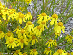 Attēlu rezultāti vaicājumam “Senecio vernalis flower”