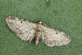 Attēlu rezultāti vaicājumam “Eupithecia tenuiata”