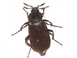 Attēlu rezultāti vaicājumam “Necrodes littoralis”