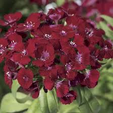 Image result for Dianthus barbatus