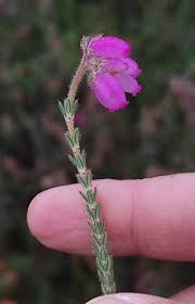 Attēlu rezultāti vaicājumam “Erica tetralix”
