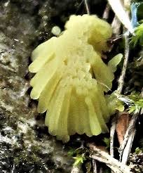 Attēlu rezultāti vaicājumam “Stemonitis fusca plasmodium”