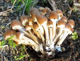 Attēlu rezultāti vaicājumam “Psathyrella sp.”