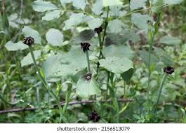 Attēlu rezultāti vaicājumam “Microbotryum tragopogonis - pratensis”