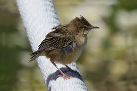 Image result for Cisticola juncidis