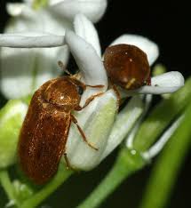 Attēlu rezultāti vaicājumam “Byturidae”