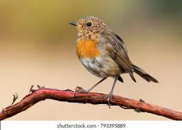 Attēlu rezultāti vaicājumam “Erithacus rubecula juvenile”