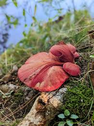 Attēlu rezultāti vaicājumam “Fistulina hepatica”