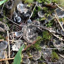 Attēlu rezultāti vaicājumam “Peltigera extenuata”