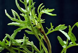 Image result for Diplotaxis tenuifolia