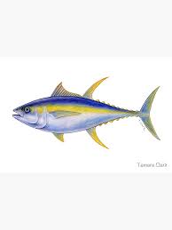 Image result for Thunnus albacares