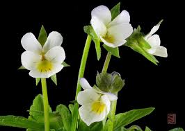 Attēlu rezultāti vaicājumam “Viola arvensis flower”