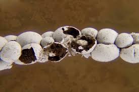 Attēlu rezultāti vaicājumam “Diderma roanense spores”