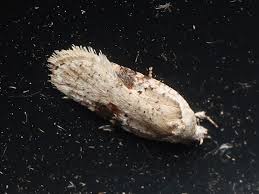 Attēlu rezultāti vaicājumam “Agonopterix alstromeriana”