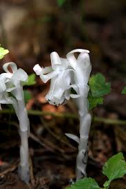 Attēlu rezultāti vaicājumam “Plantago uniflora flower”