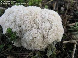 Attēlu rezultāti vaicājumam “Fuligo cinerea”