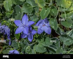 Image result for Campanula isophylla