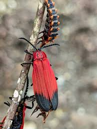 Attēlu rezultāti vaicājumam “Lycidae”