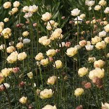 Image result for Trollblume