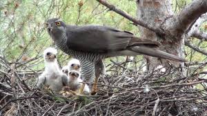 Attēlu rezultāti vaicājumam “Accipiter gentilis nest”