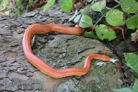 Image result for Ringelnatter