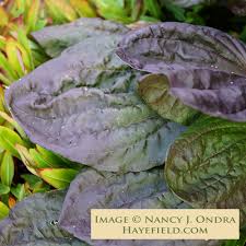 Attēlu rezultāti vaicājumam “Plantago major leaf”