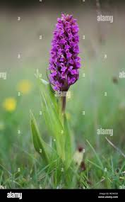 Attēlu rezultāti vaicājumam “Dactylorhiza incarnata”