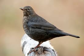 Attēlu rezultāti vaicājumam “Turdus merula female”