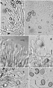 Attēlu rezultāti vaicājumam “Athelia pyriformis”