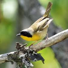 Image result for Dendroica magnolia