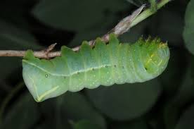 Attēlu rezultāti vaicājumam “Amphipyra”