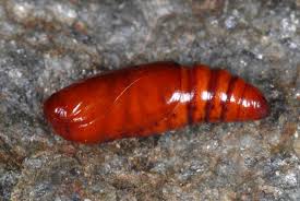 Attēlu rezultāti vaicājumam “Hoplodrina octogenaria”